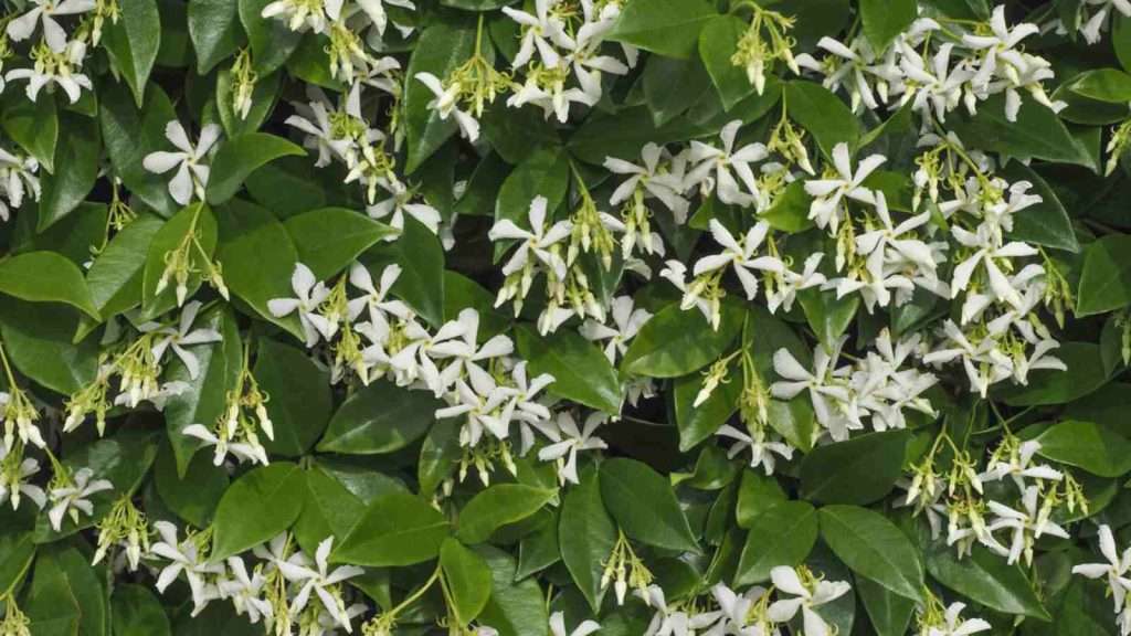Jasmine