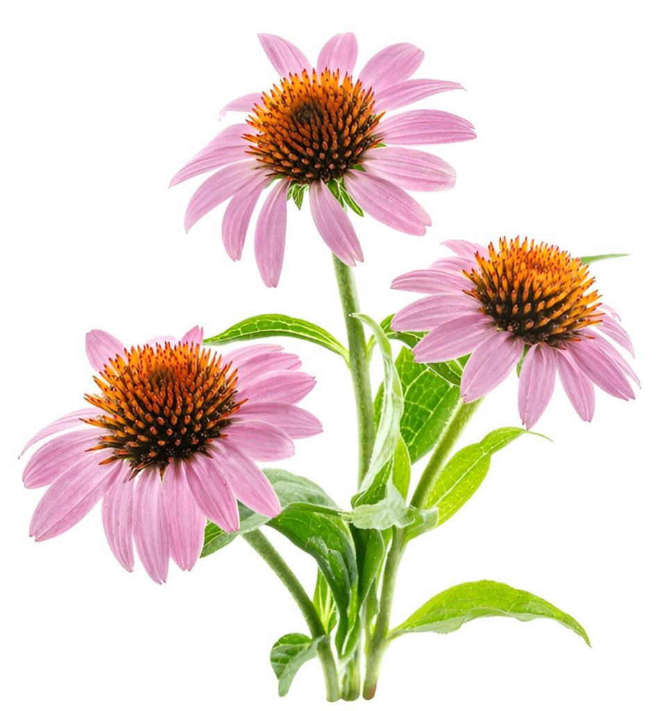 φυτικά φάρμακα