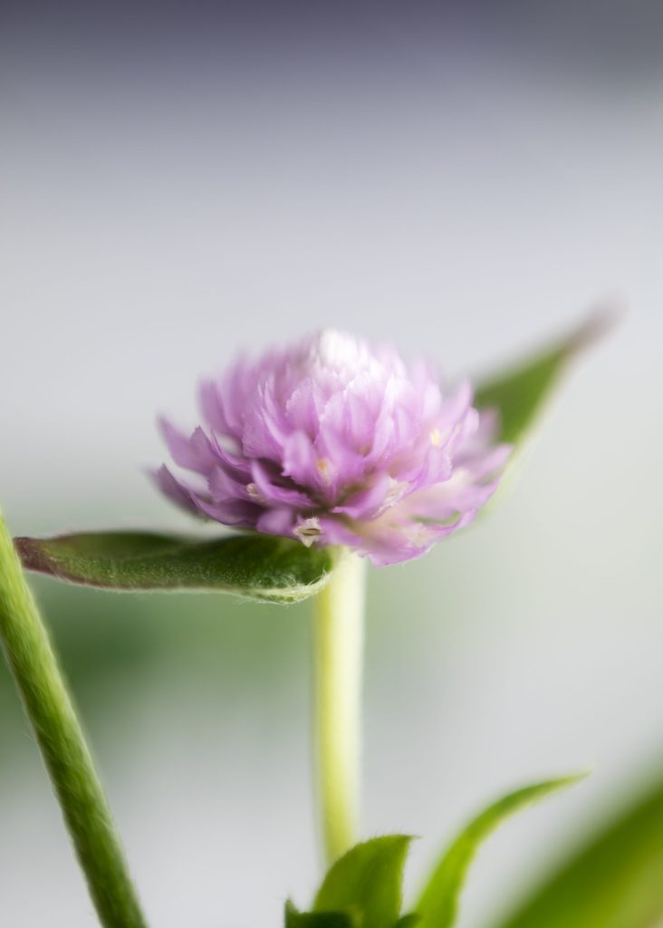 Κόκκινο Τριφύλλι