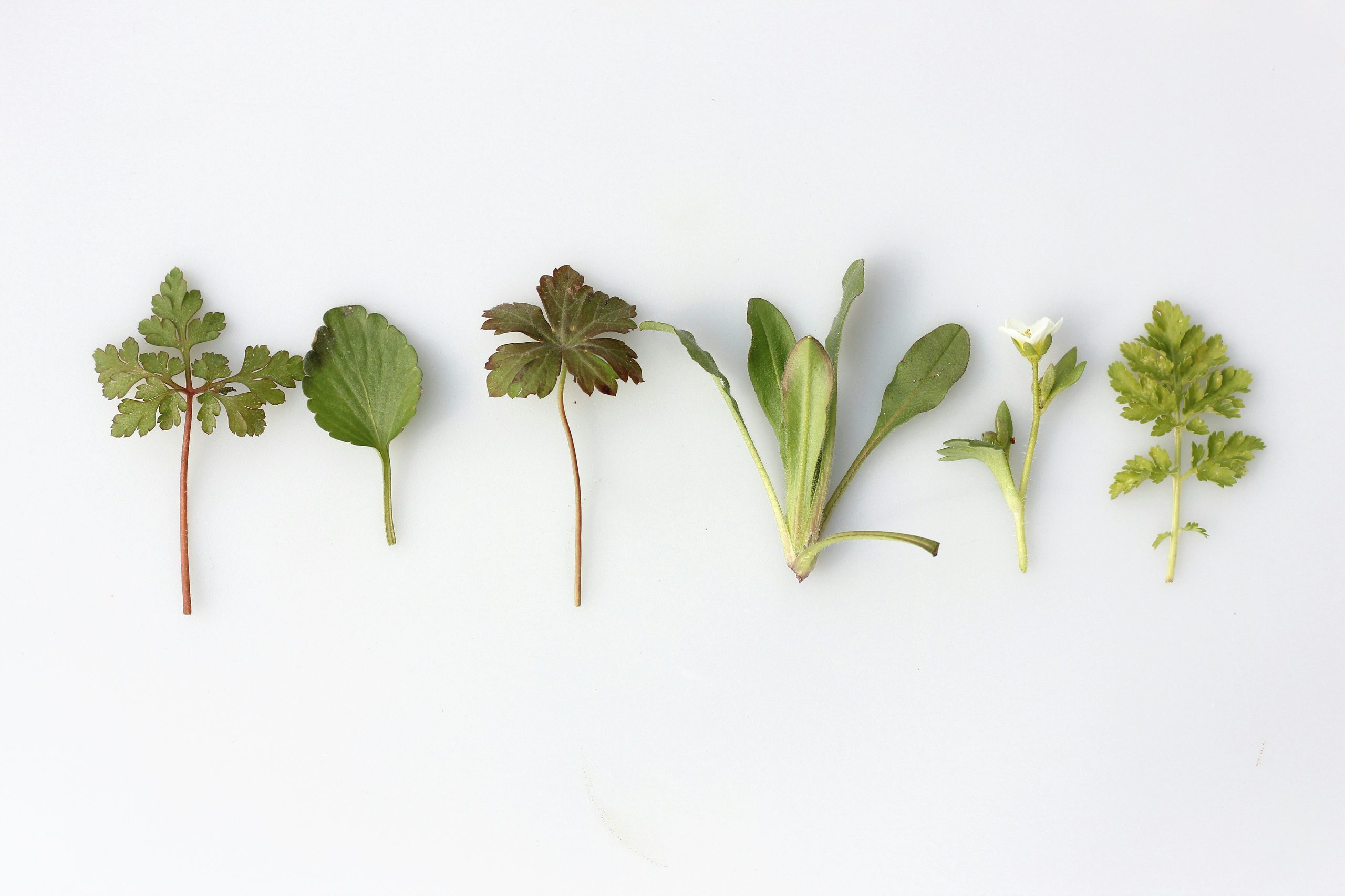Natural Products