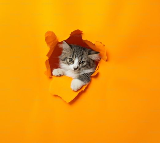 61ed3a4d8ffa2c4278d044cb579d38333d30d355