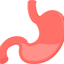 Wild-Remedy-Herbs-Stomach